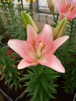 [5097 Lexington VWS No01.JPG]